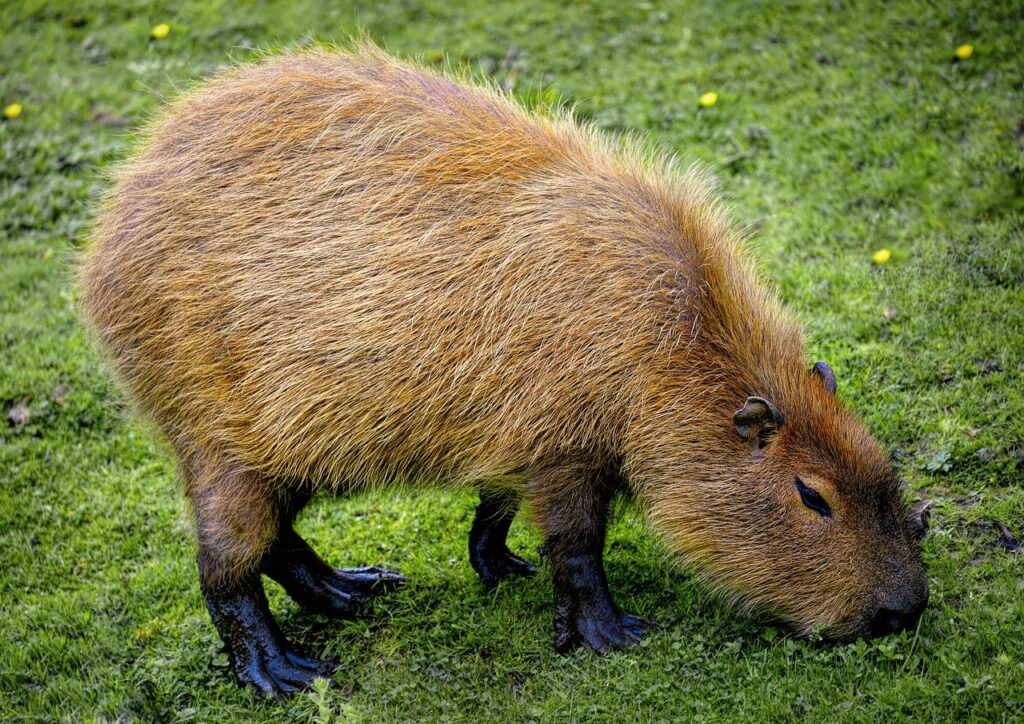 The greater Capybara
