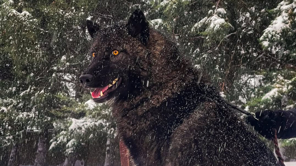NAID in snow