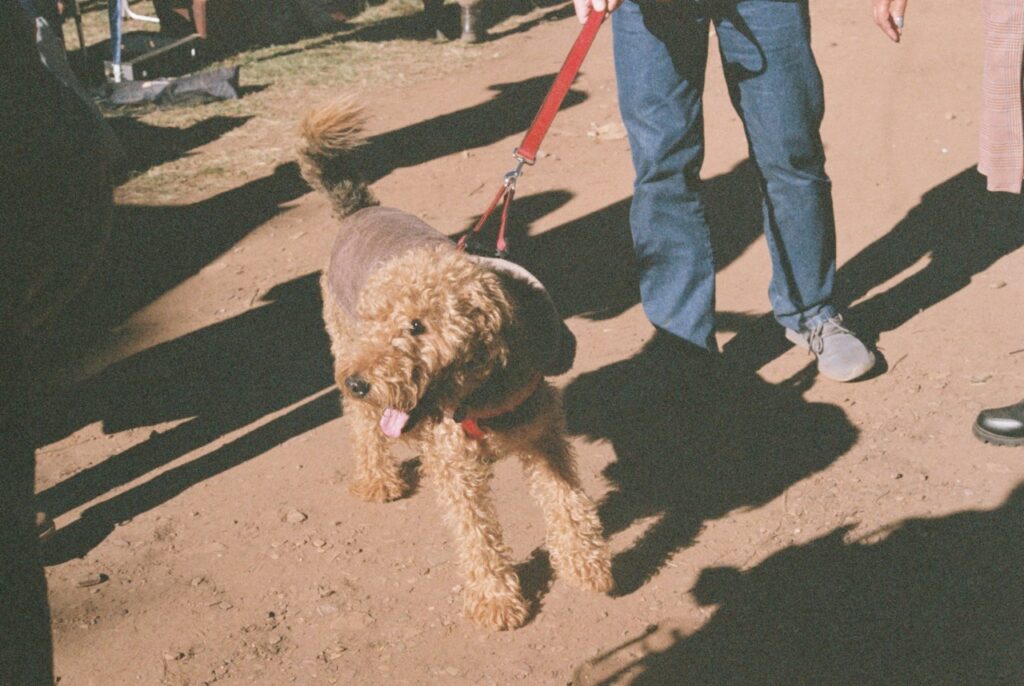 Airedale Terrier dog on a leash with its owner, wearing a jacket
