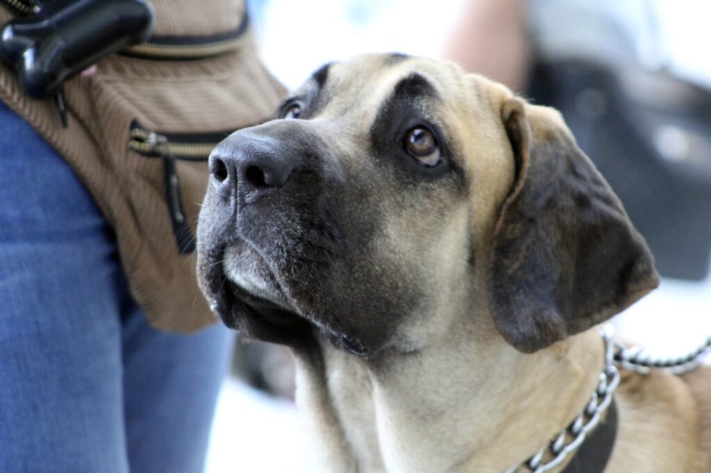 A Fila Brasileiro