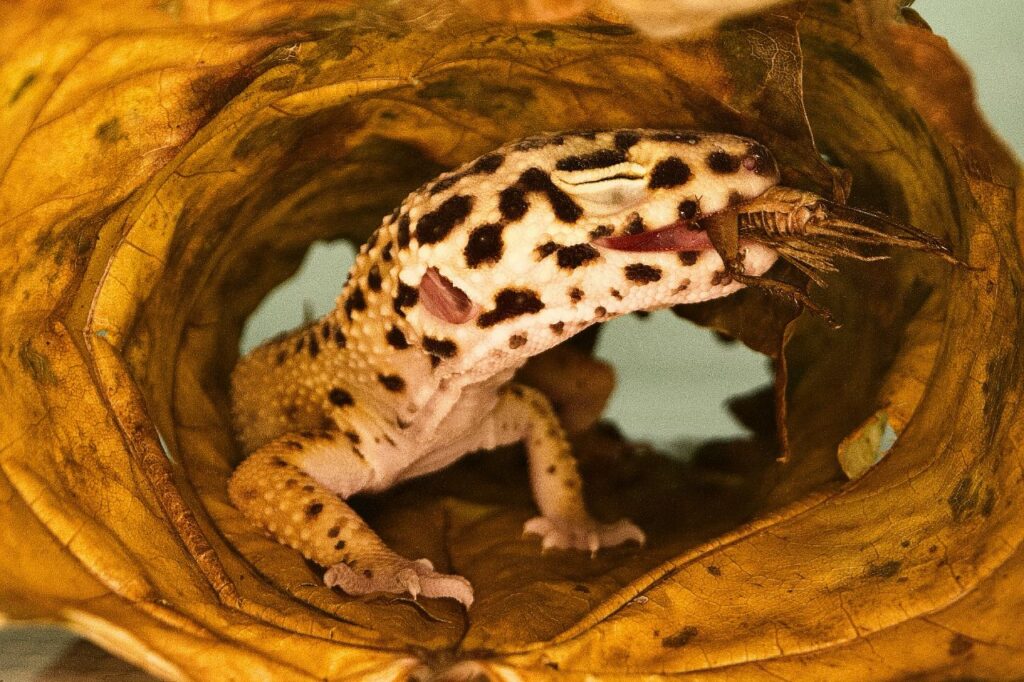 Leopard Gecko Hides