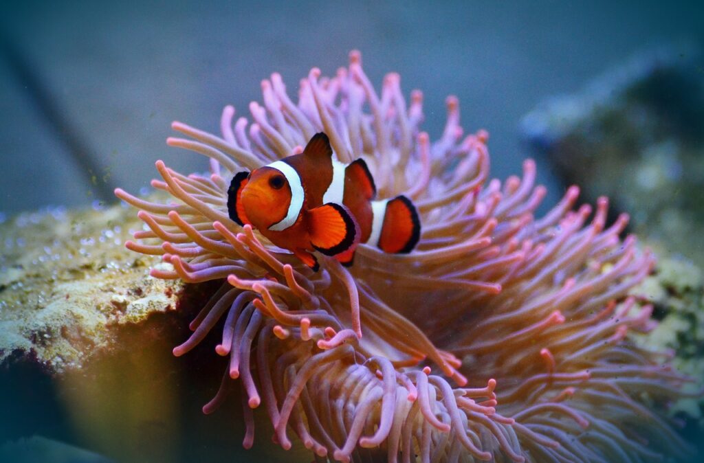 clownfish