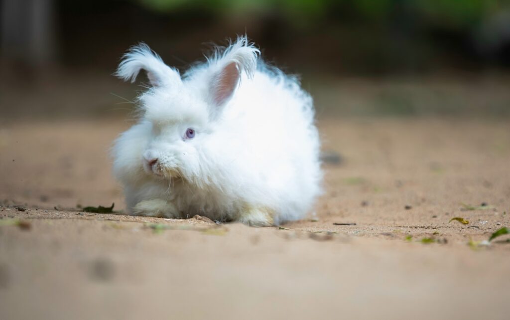 angora rabbit