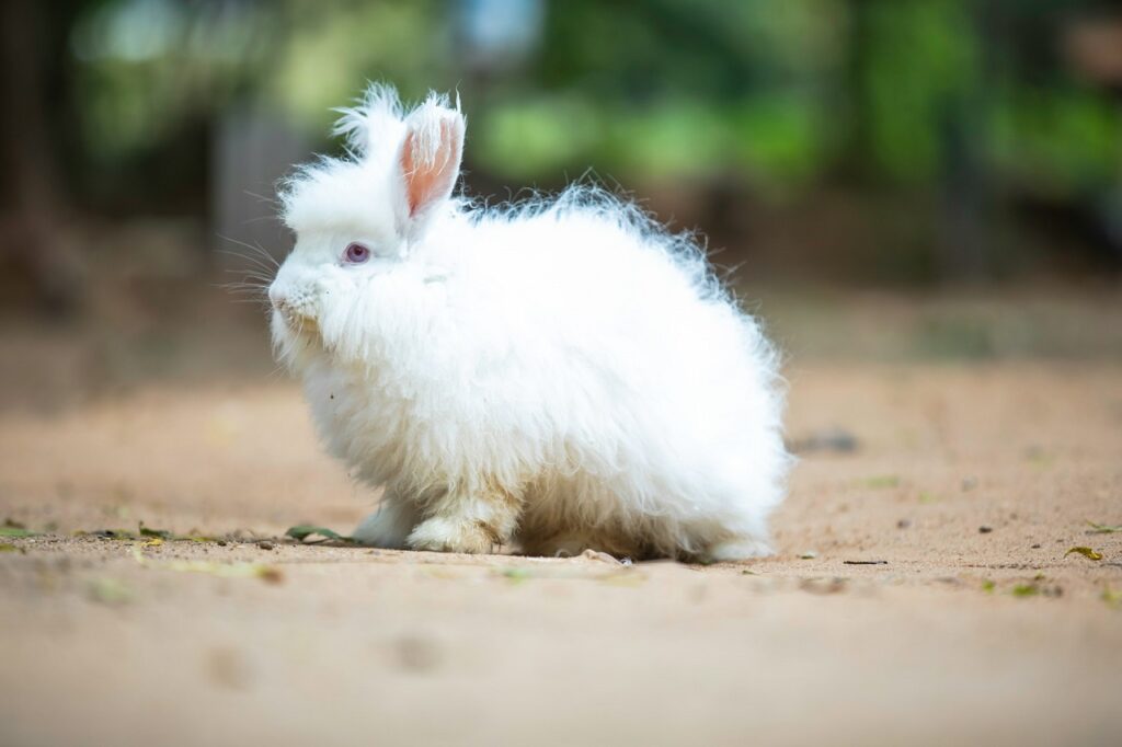 turkish angora