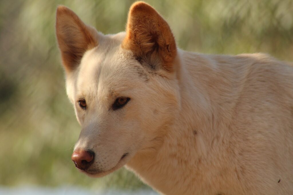 dingo
