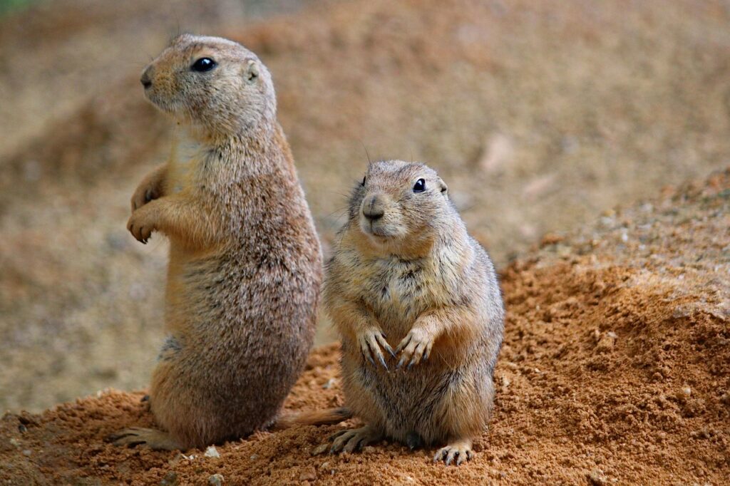 prairie-dogs
