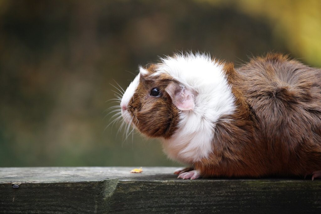 Guinea pig