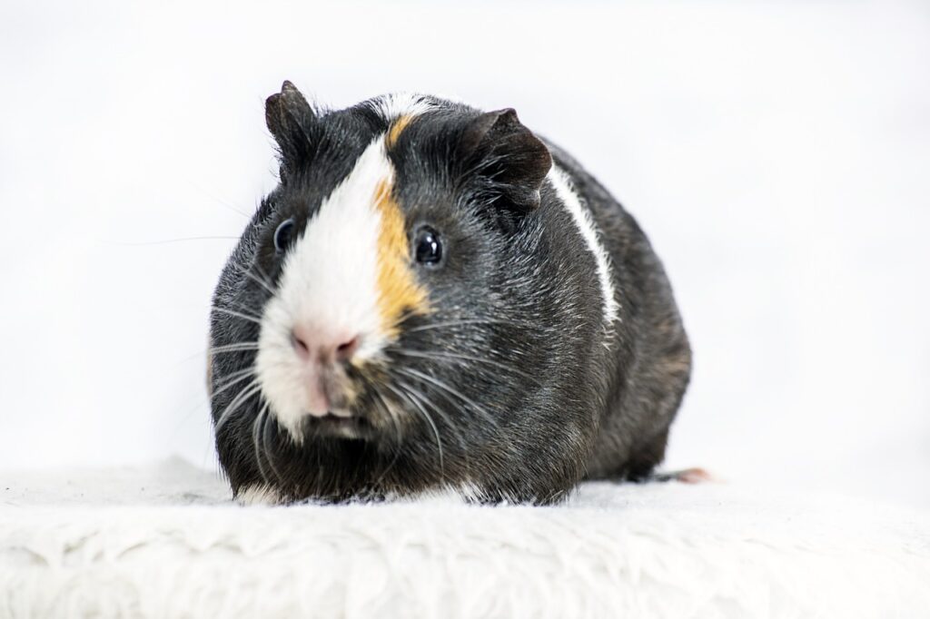 guinea pig