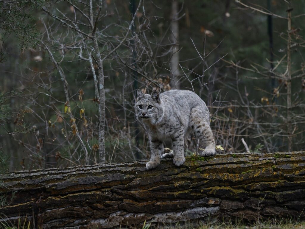 Bobcat in wild