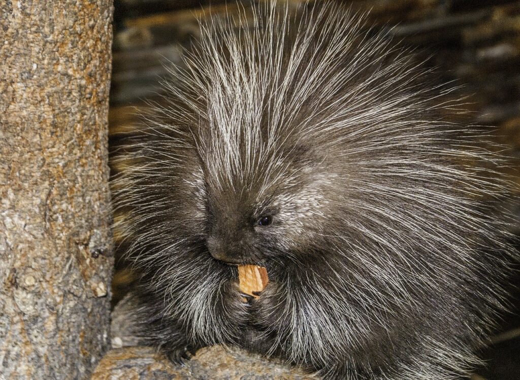 Porcupine