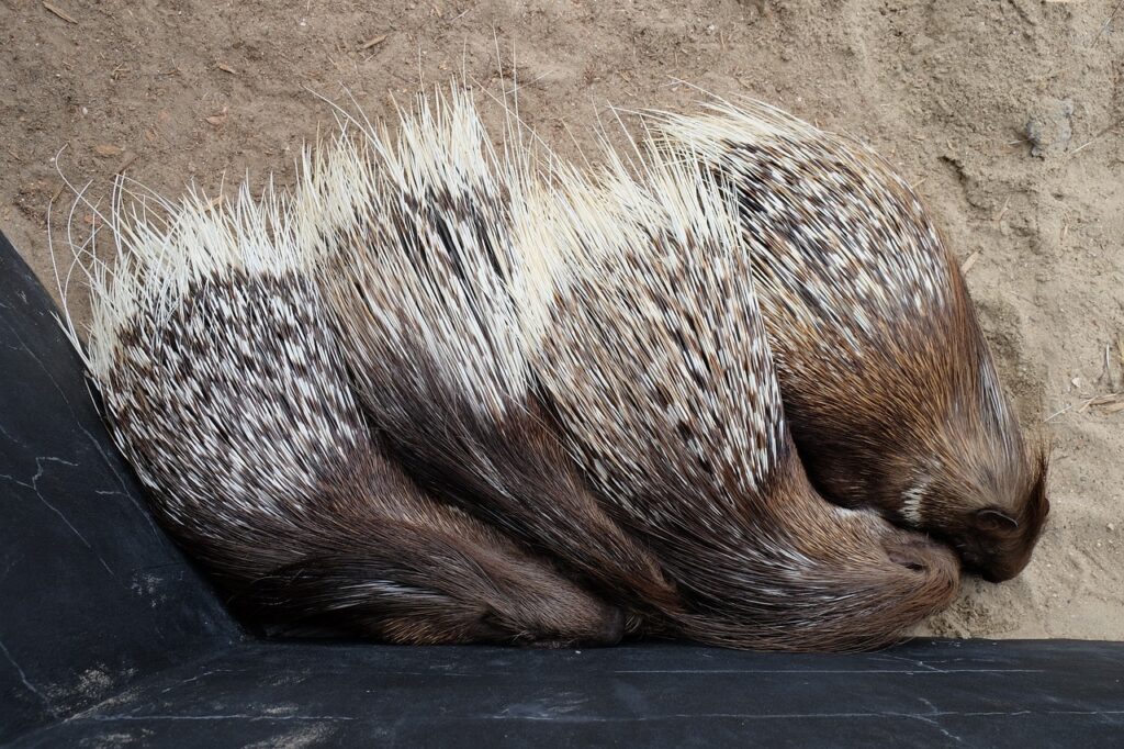 Porcupine