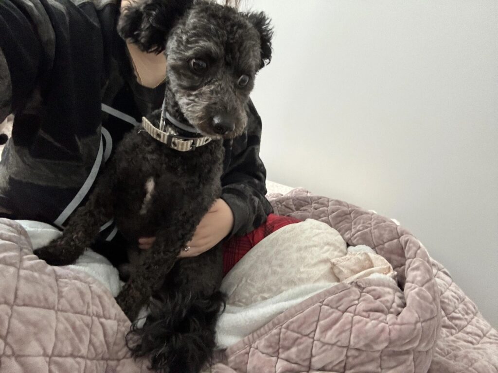 Doxiepoo: The Adorable Dachshund Poodle Mix