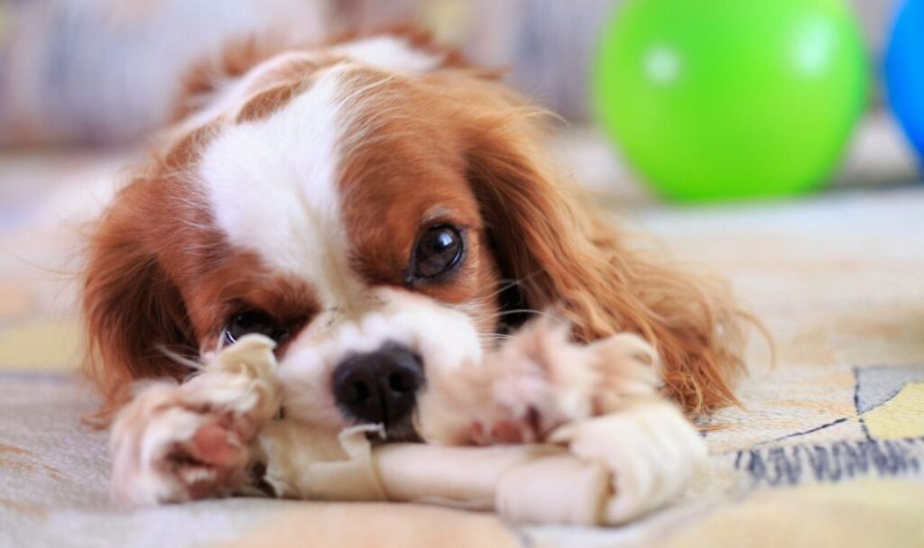 Cavalier King Charles chewing a bone