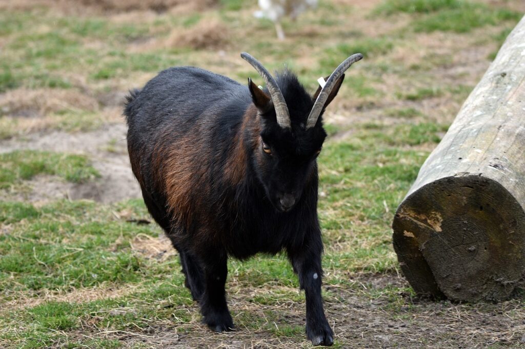 A Black Pygmy goat