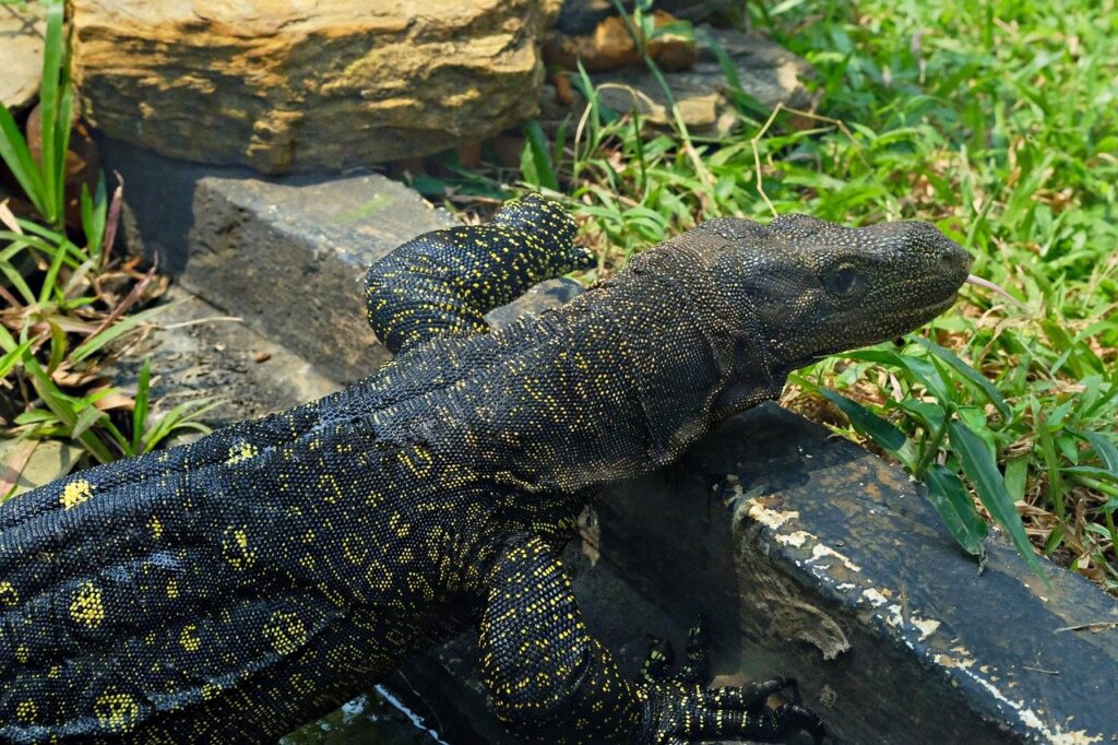 Asian Water Monitor
