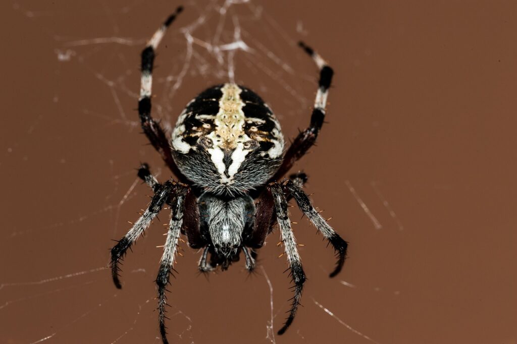 Spider weaving a web