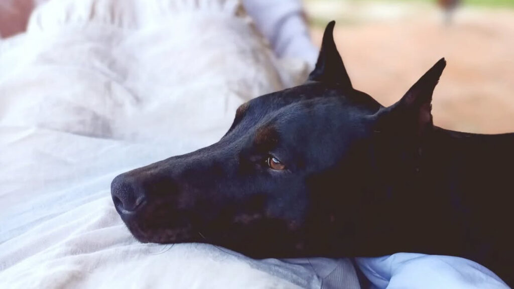 Canis Panther resting