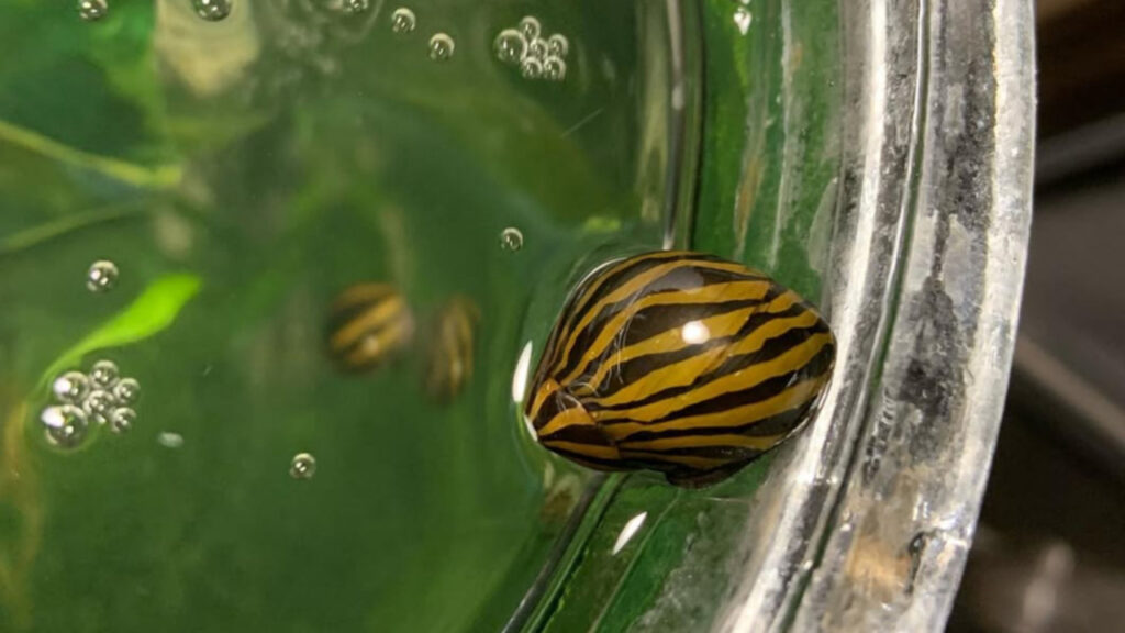  A Zebra Nerite Snail