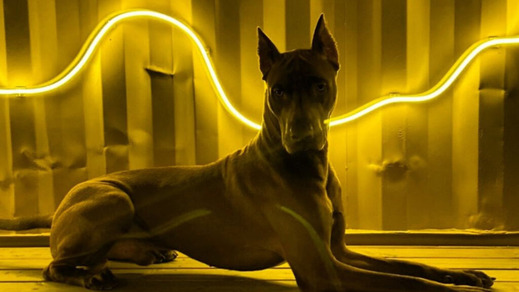 Canis Panther in a setting