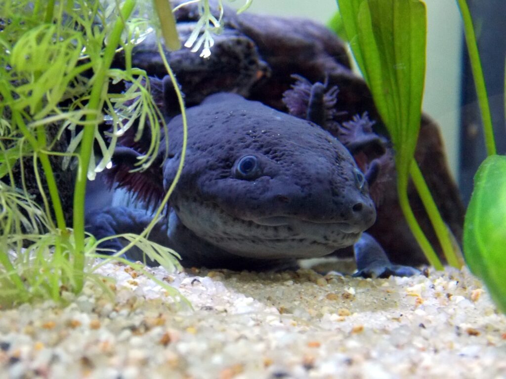 axolotl