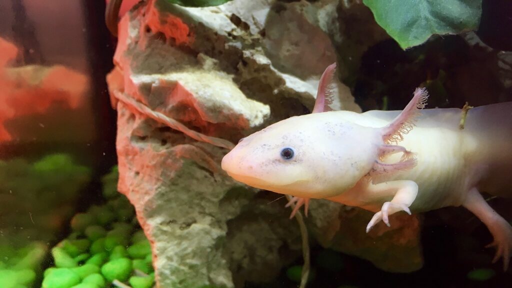axolotl