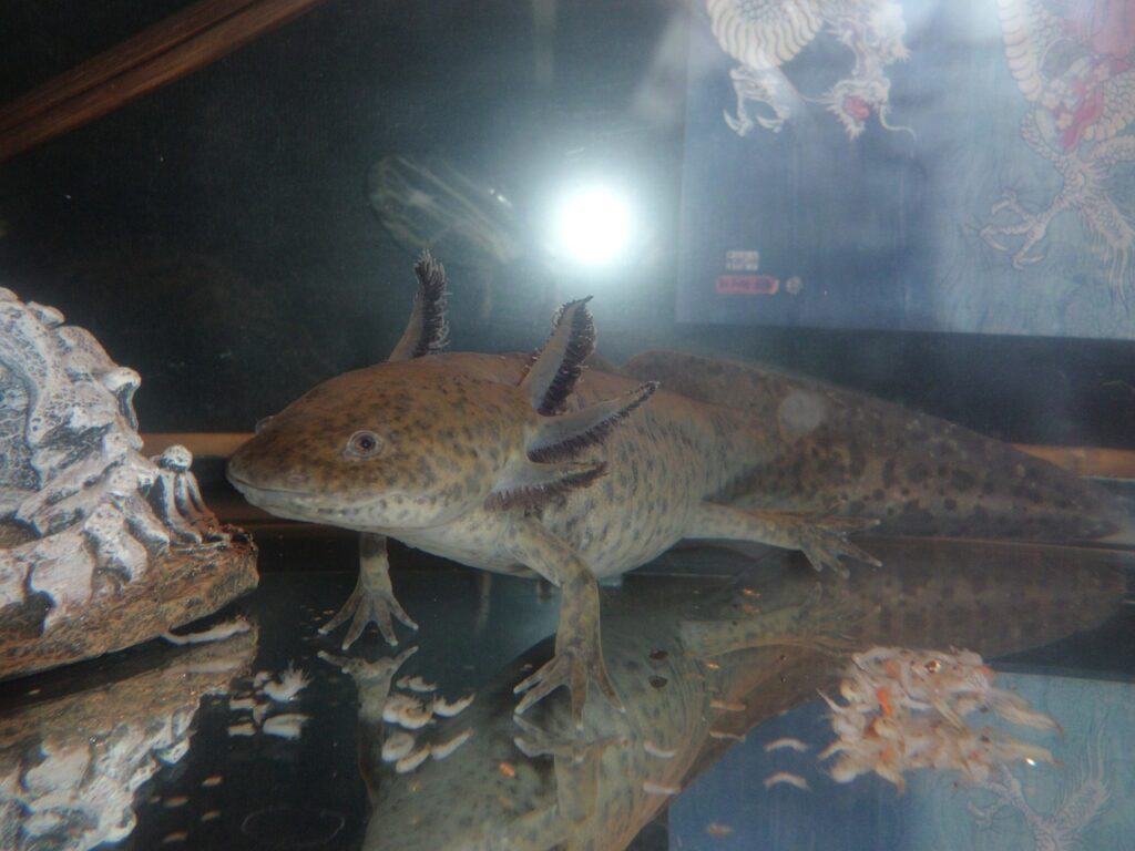 axolotl-salamander-exotic-pets
