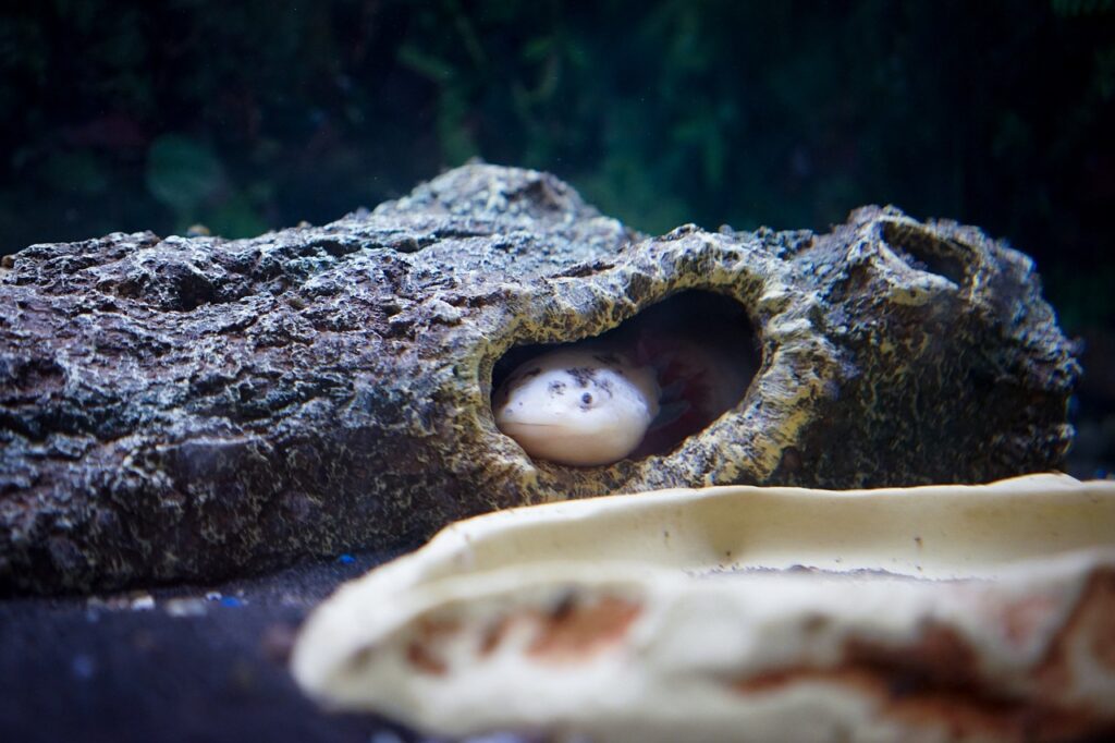 axolotl