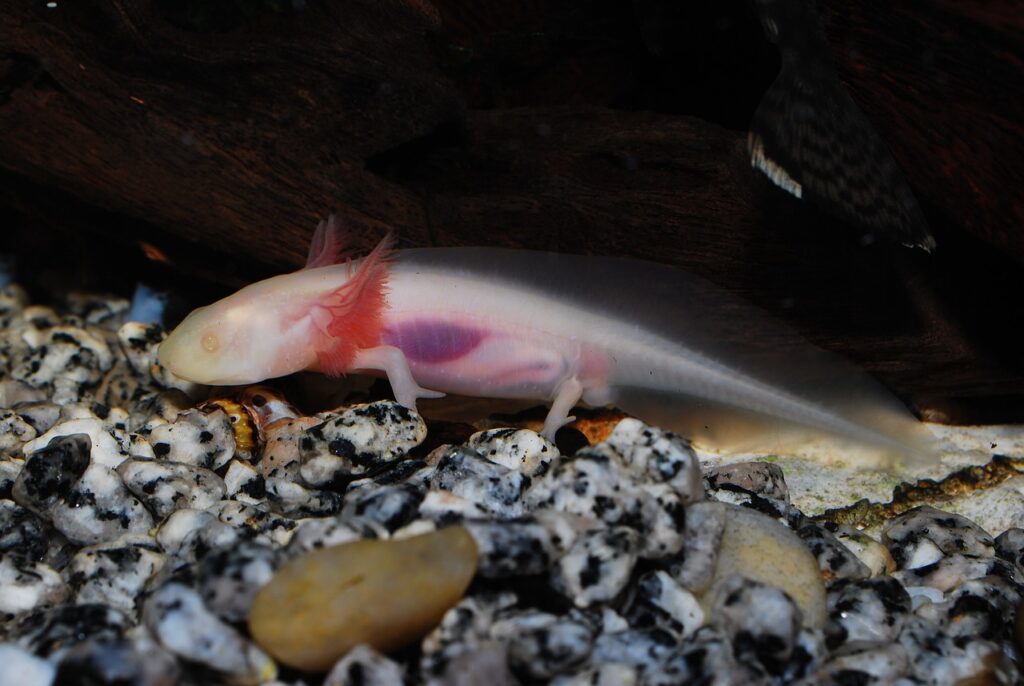 axolotl