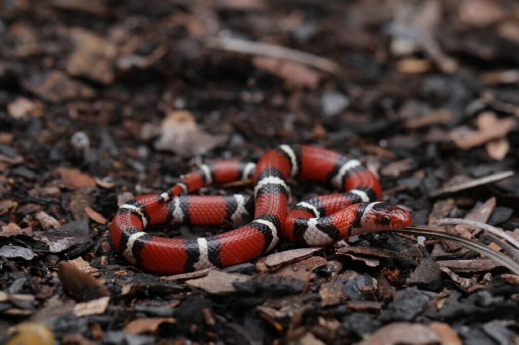 Scarlet Snake