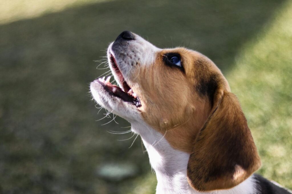 Beagle Barking