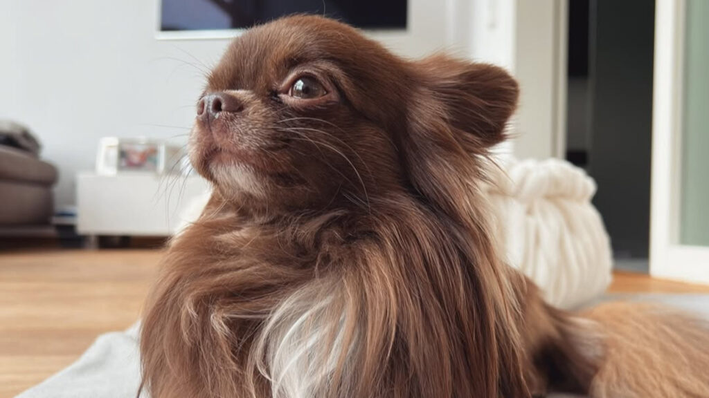 A Long coat Chihuahua