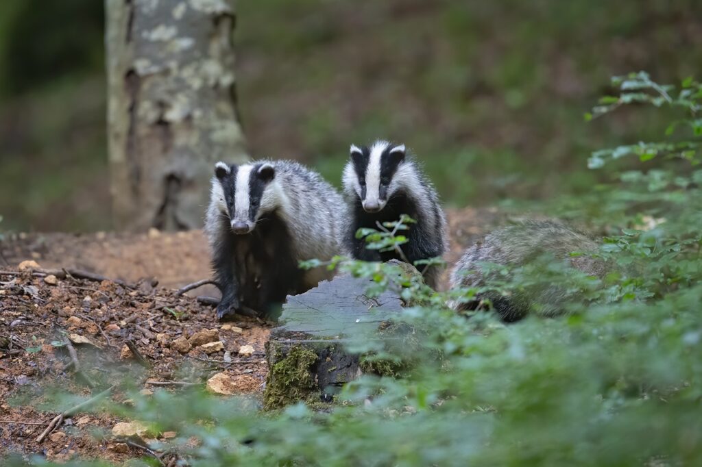 Honey badger