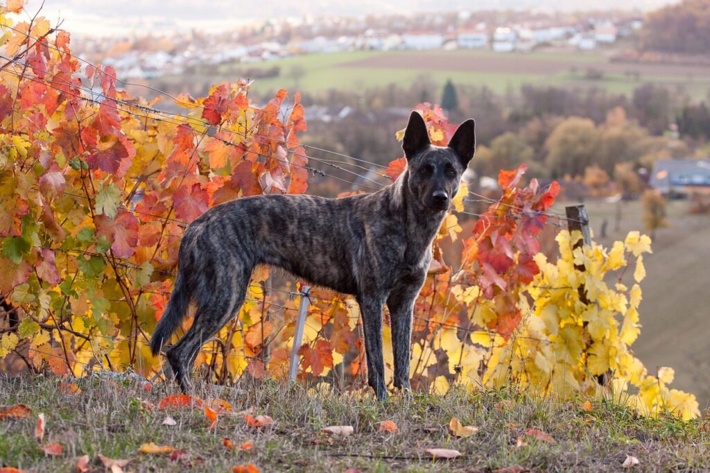 Dutch Shepherd standing in colorful vineyard background