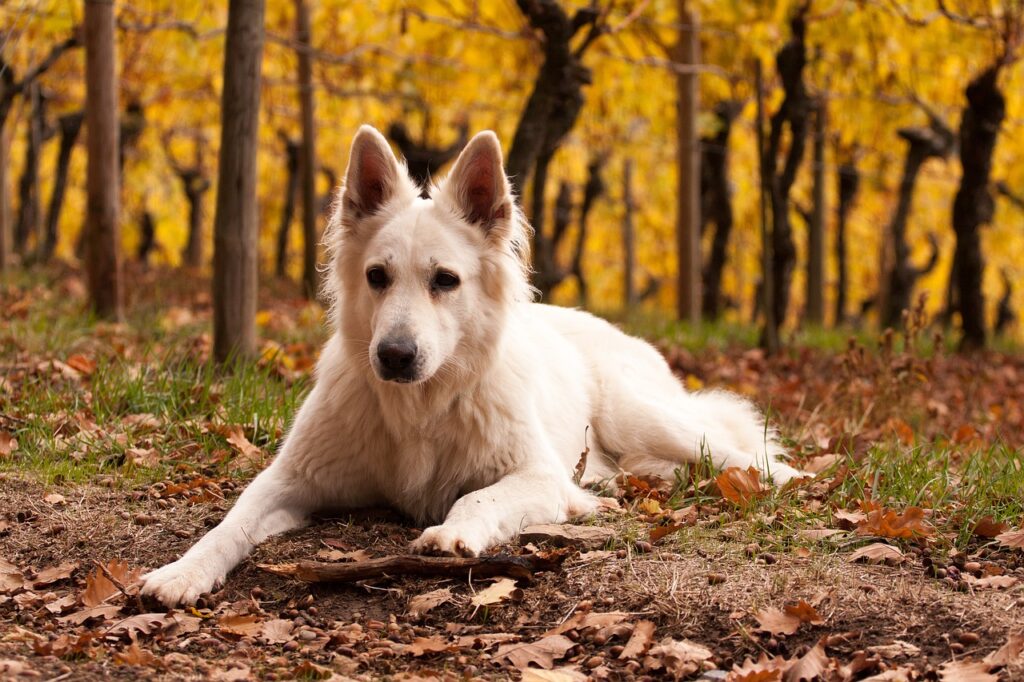 White German Shepherd dog in the fall