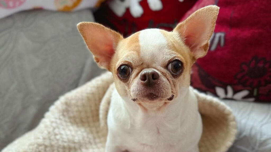 a mini chihuahua