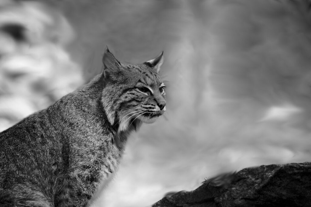 Bobcat in monochorme