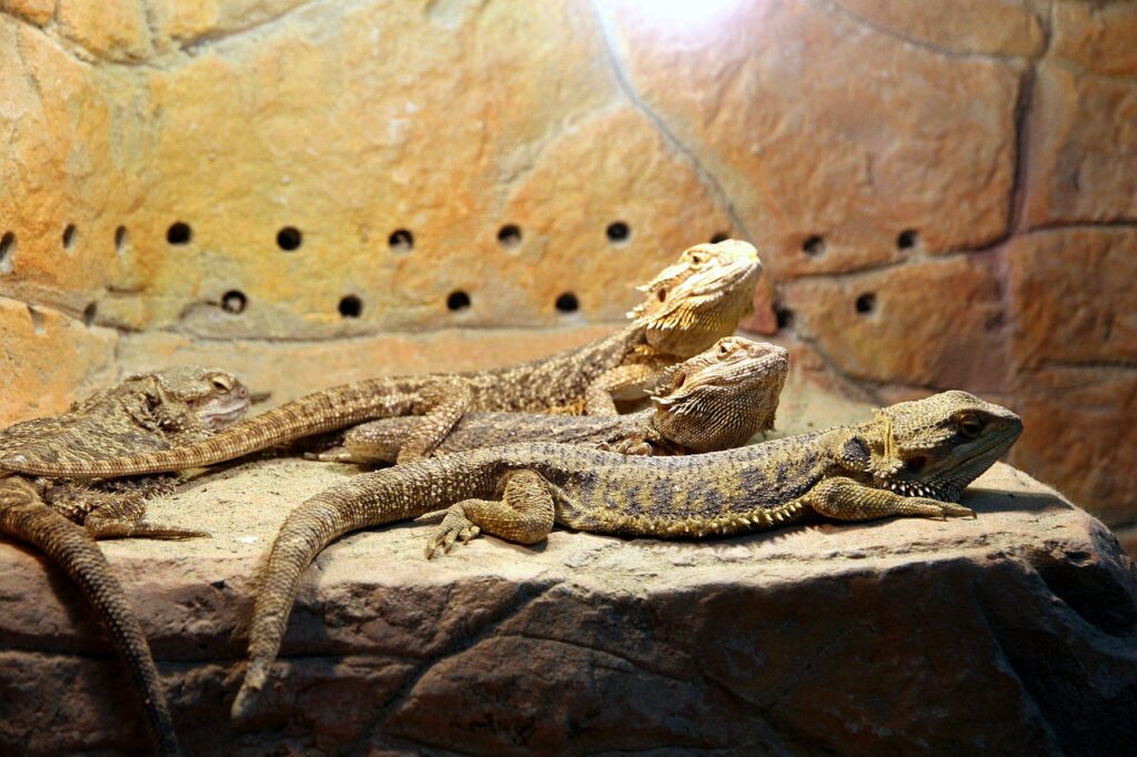 Bearded Dragon