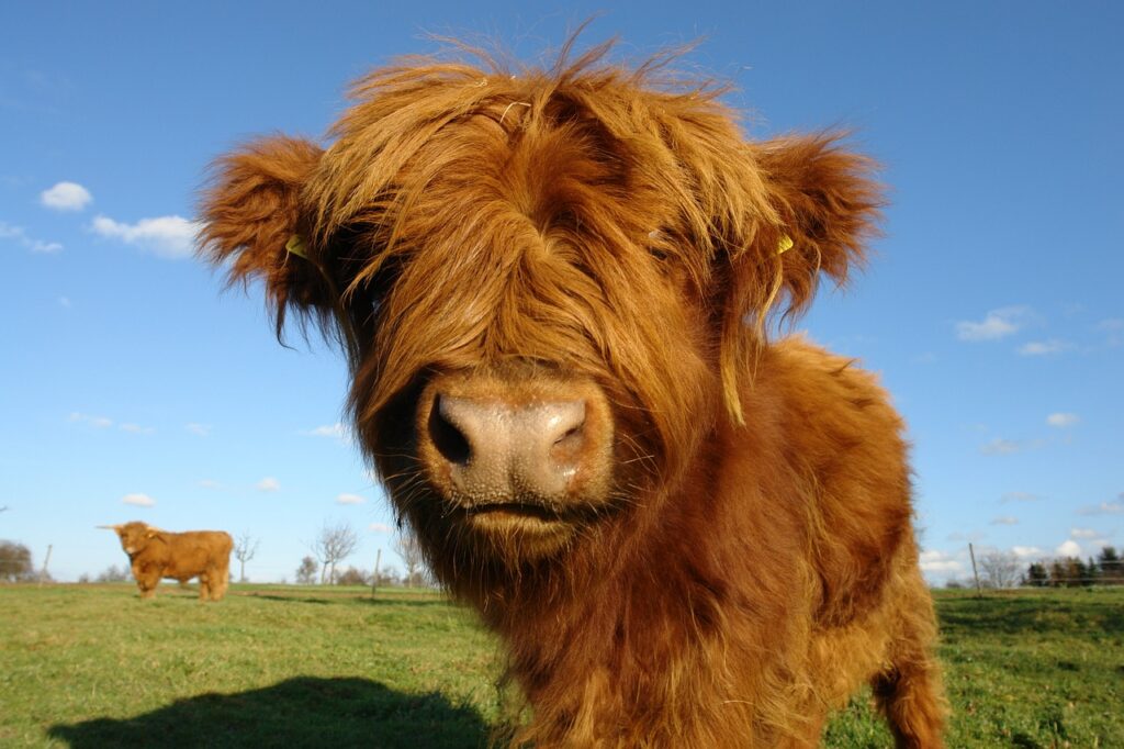 A close-up of a shaggy red Highland cow with a grassy field
