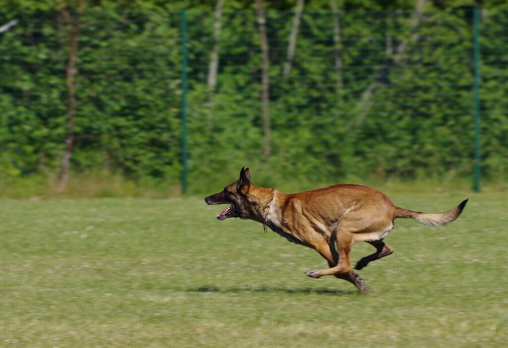 belgian-shepherd-malinois