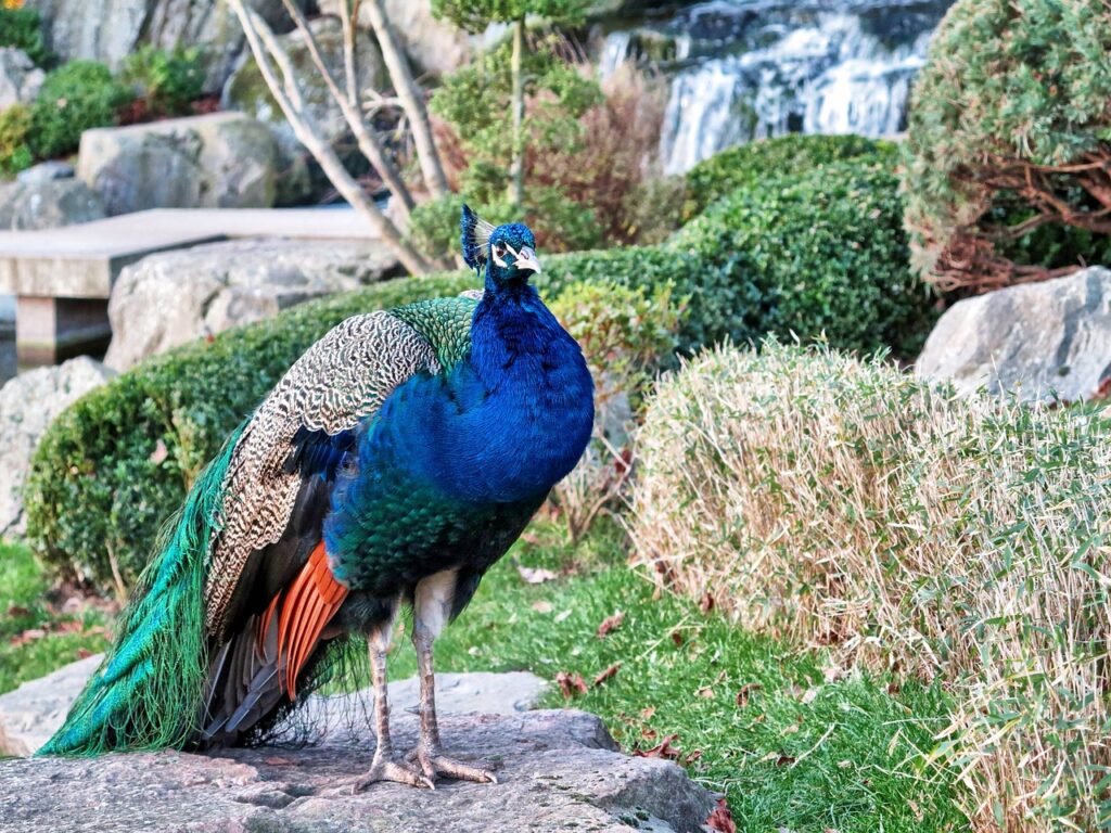 Peacock