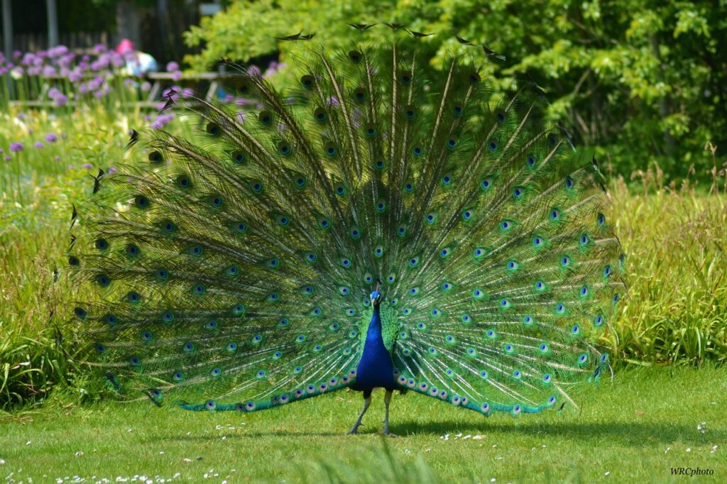 Peacock