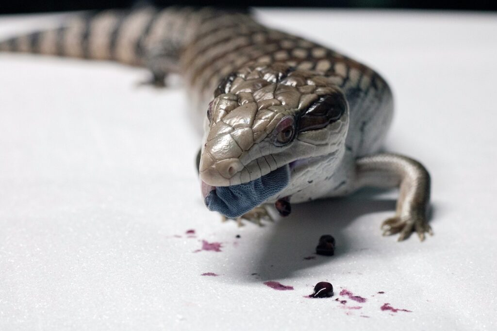blue-tongue skink