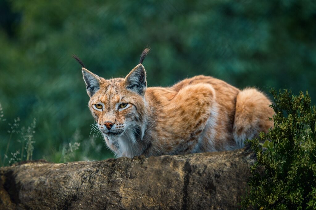 Bobcat resting