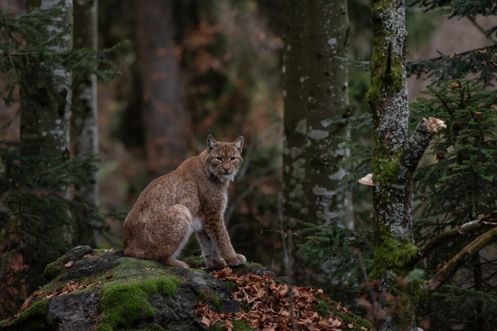 Lynx in wild