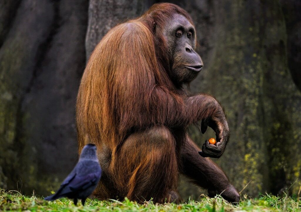 Oranguttan