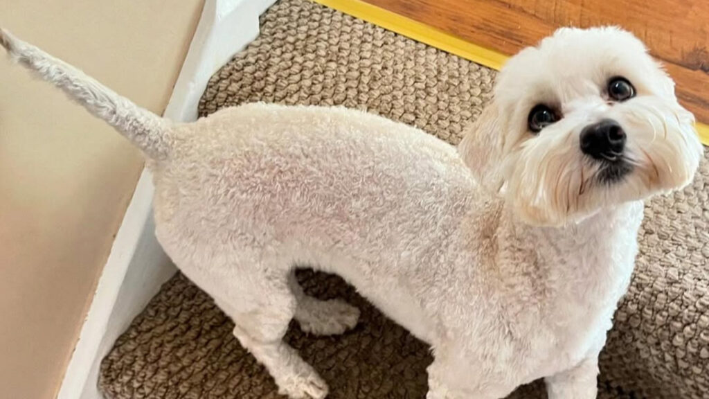 A Groomed white Jack-A-Poo