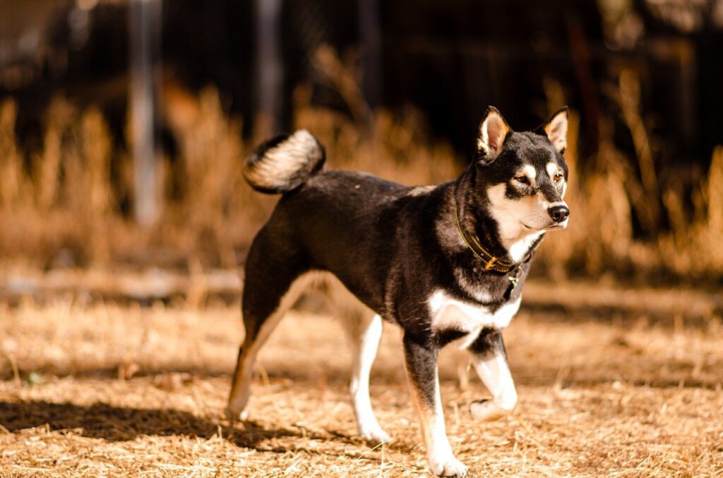 Shibu Inu striding
