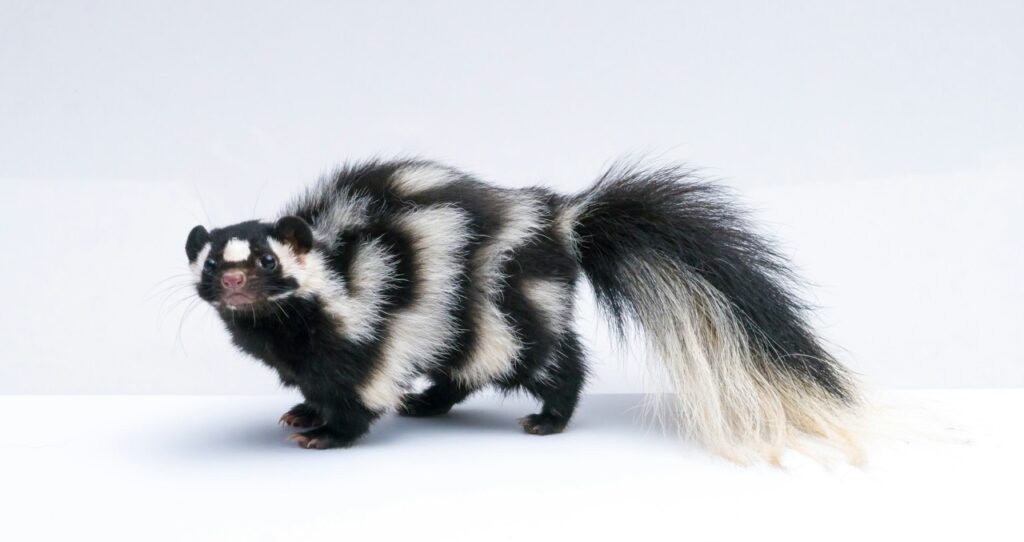 Spotted skunk standing on white surface