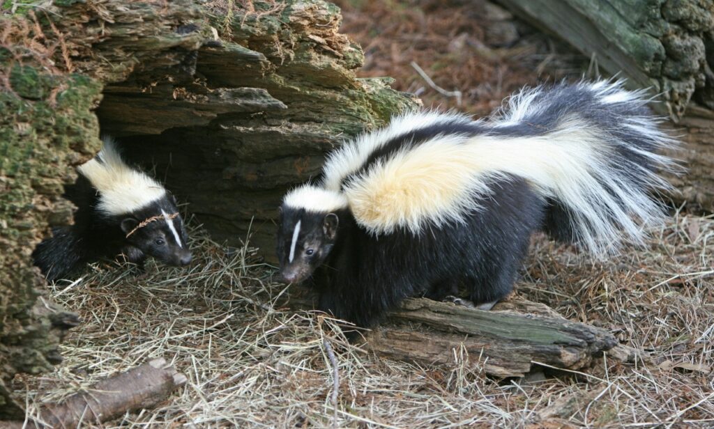 Two striped skunks near a hollow log