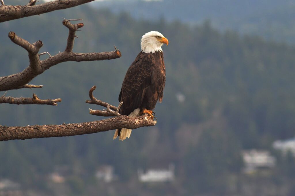 Bald eagle observing